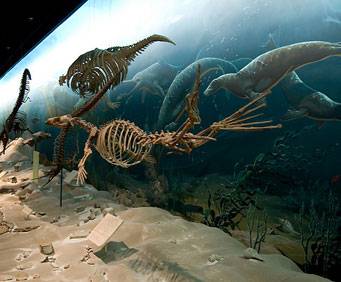 National Museum of Natural History in Washington, DC