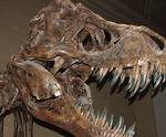 National Museum of Natural History in Washington, DC, family activity National Museum of Natural History in Washington, DC, family activity