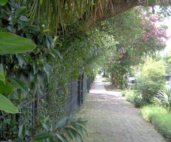 Garden-lined pathway
