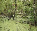 Swamp area Swamp area