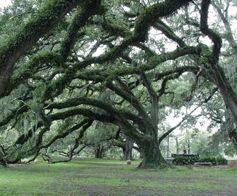 Gorgeous tree