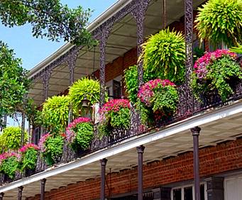 Plants on the building