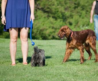 Pearsall Dog Park