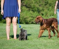 Pearsall Dog Park, San Antonio, TX