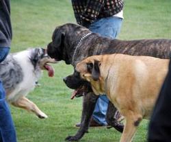 Pearsall Dog Park, San Antonio, TX