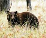 Wildlife Wildlife