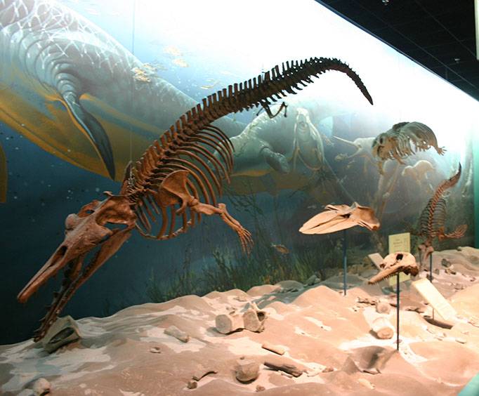 dinosaur fossils