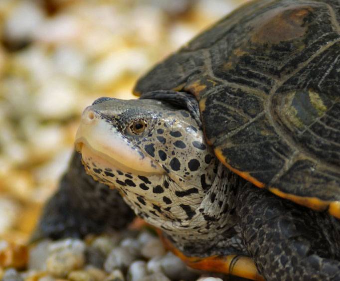 The Wetlands Institute near Atlantic City, NJ turtle