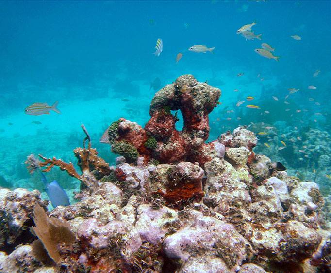 Red Reef Park near Fort Lauderdale, FL