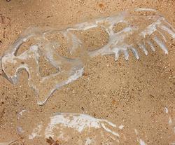 PaleoAdventures Dinosaur Discover Station near Mount Rushmore, SD - dinosaur bones