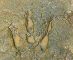 PaleoAdventures Dinosaur Discover Station near Mount Rushmore, SD - dinosaur foot