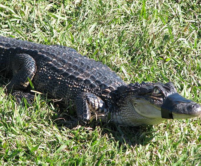 teenage alligator
