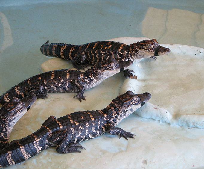Insta-Gator Ranch & Hatchery in New Orleans, LA
