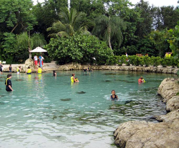Discovery Cove sea life