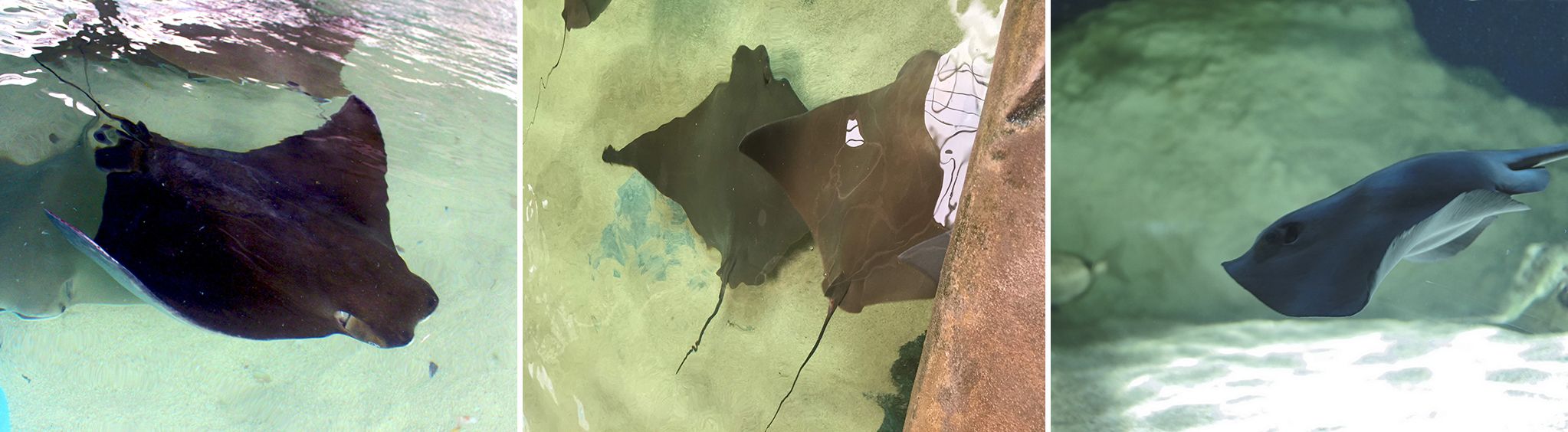 Stingray Reef at Opry Mills