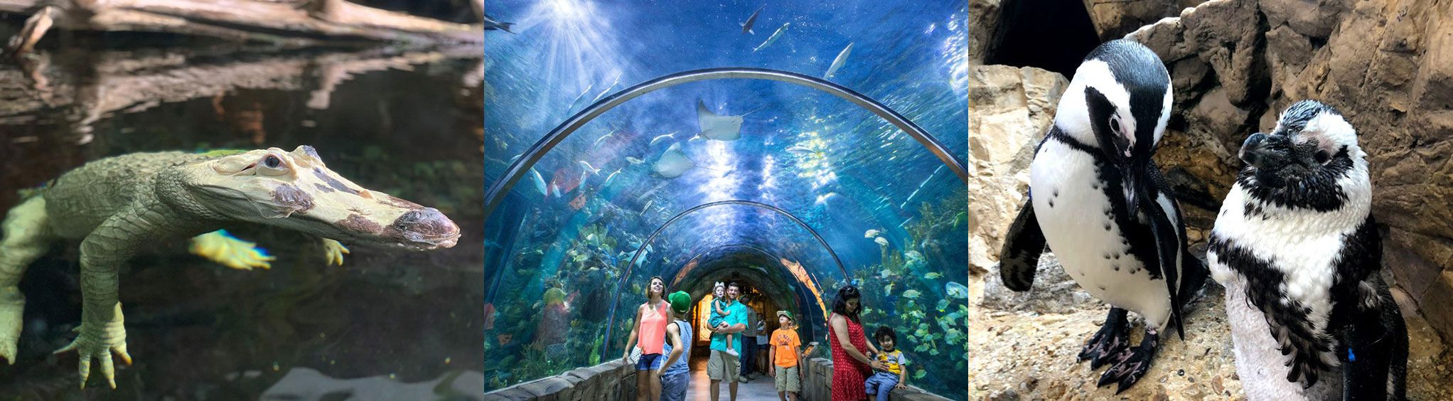 Audubon Aquarium of the Americas in New Orleans