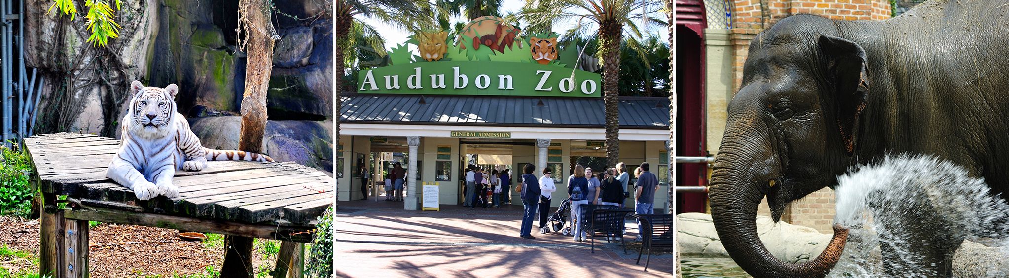 Audubon Zoo in New Orleans
