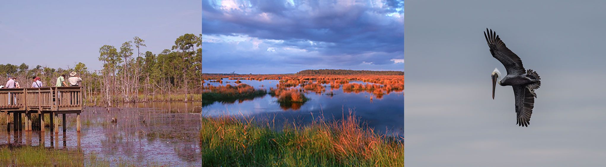 Big Branch Marsh National Wildlife Refuge near New Orleans