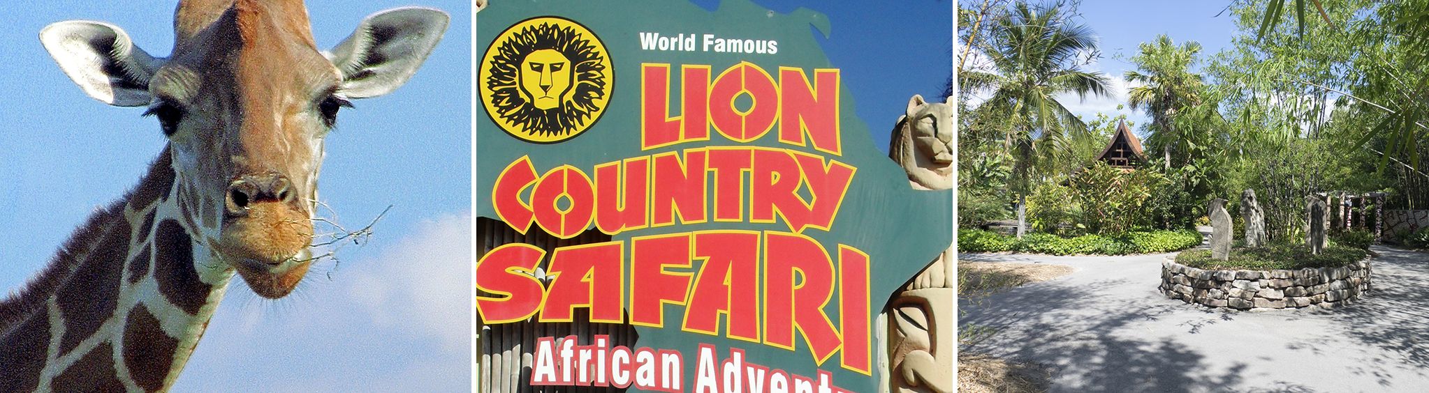 Lion Country Safari