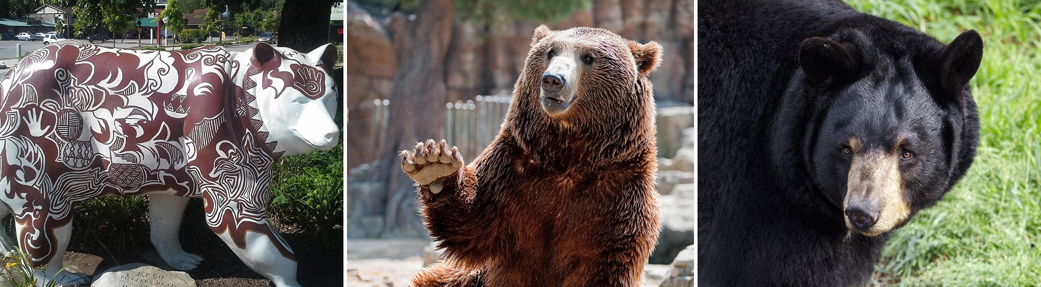 Cherokee Bear Zoo