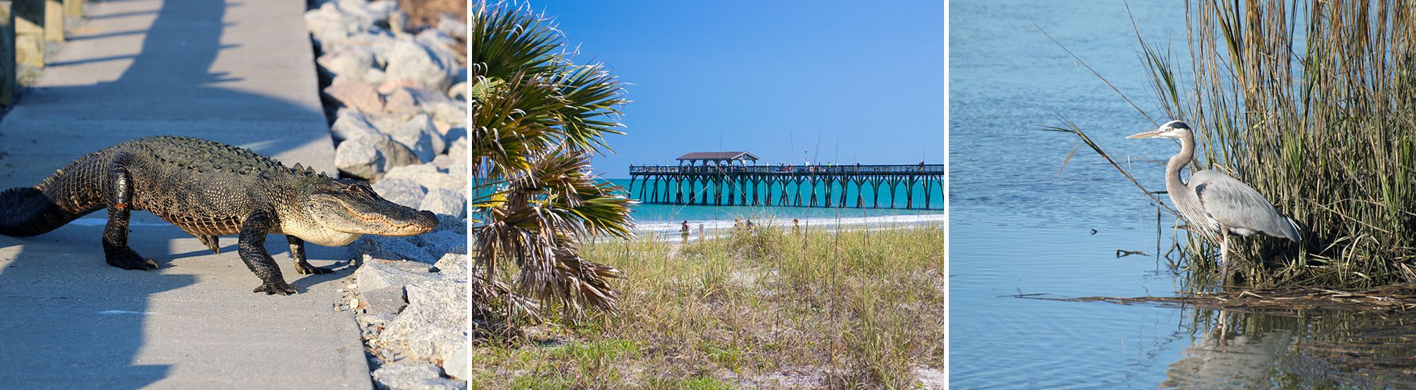 Myrtle Beach State Park