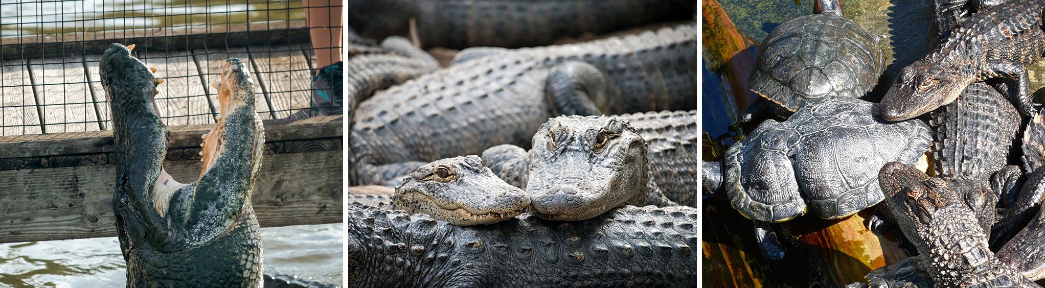 Alligator Adventure