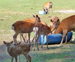 Deer