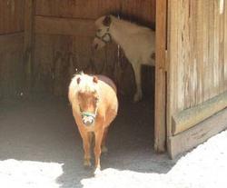 Donkeys