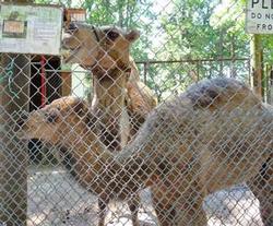 Camels
