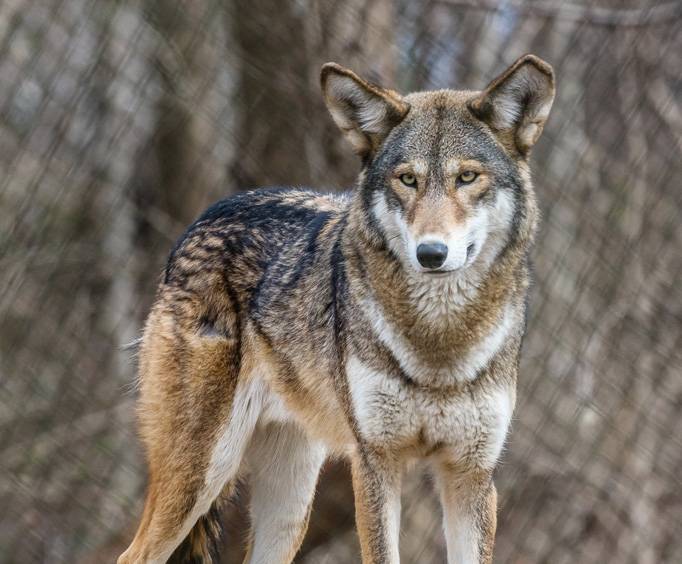 Wolf Sanctuary of Pennsylvania