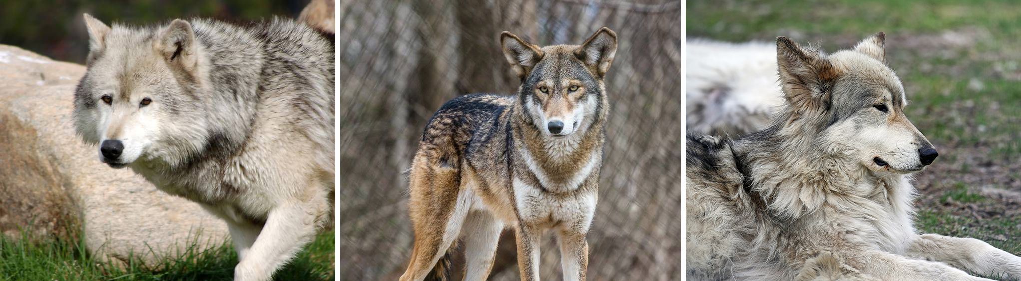 Wolf Sanctuary of Pennsylvania