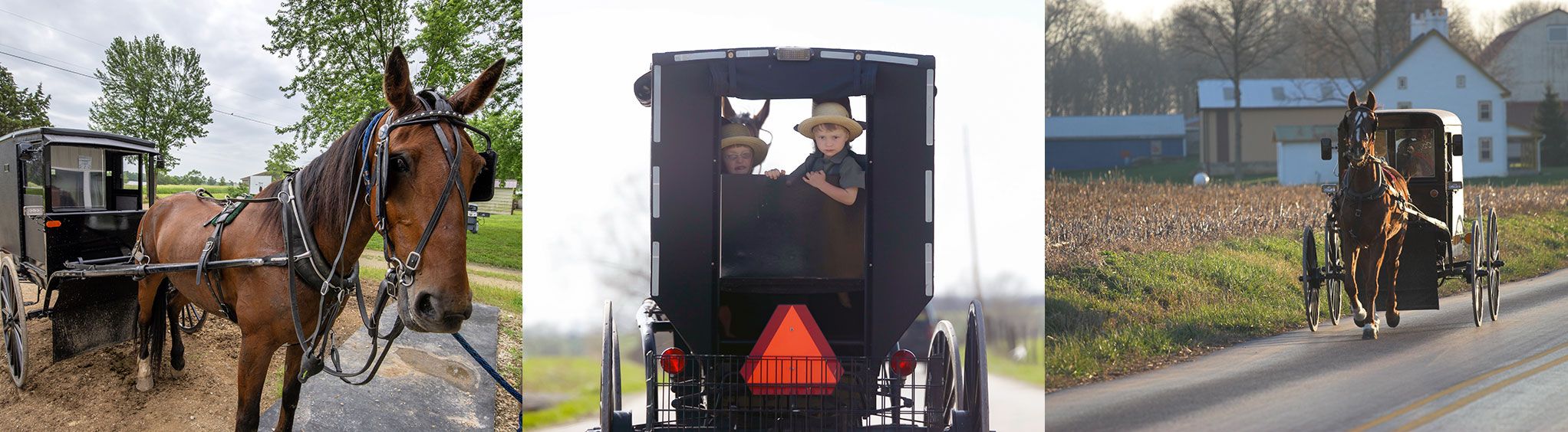 Abe's Buggy Rides