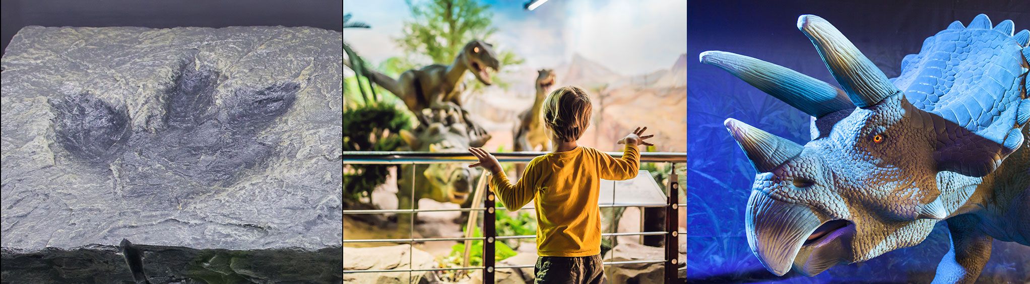 North Museum of Natural History & Science