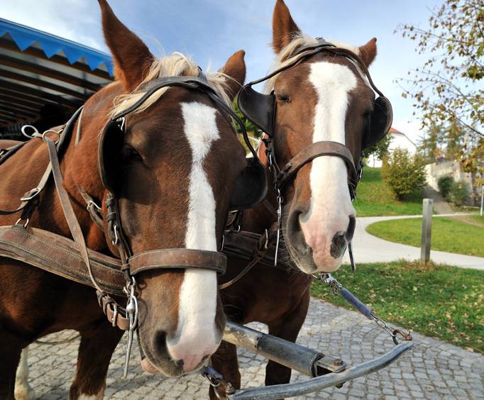 Gillingham Horse Drawn Carriage Company