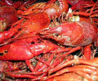 Crawfish feast