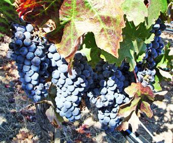 Becker Vineyards