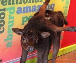 Ripley's Believe It or Not! Museum in Myrtle Beach, SC
