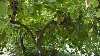 Grapevine and Canopy on Duneland Trail
