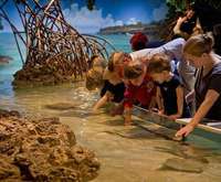 Penguin exhibit