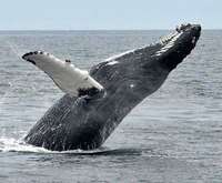 New England Aquarium Whale Watch Cruise, ship