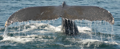 Sunset Sail in Atlantic Beach, North Carolina, whale tail