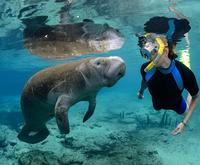 Swim with the Manatees