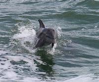 Dolphin Jumping on the Dolphin Encounter Tour