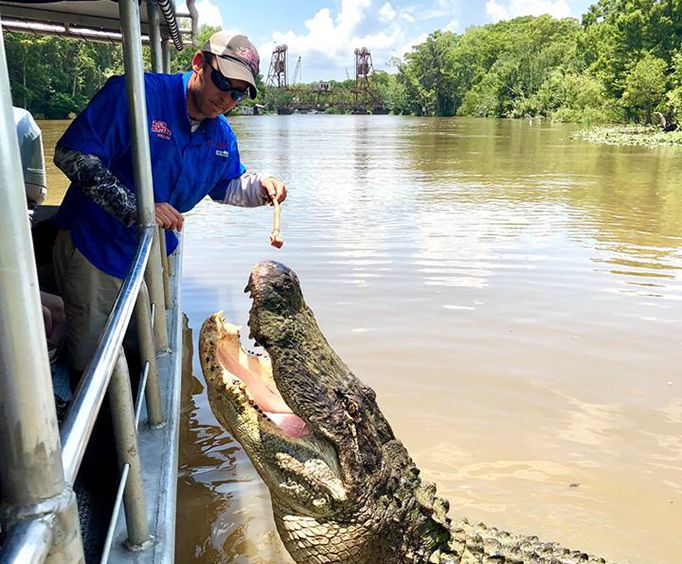 Feeding a Giant Alligator on the Honey Island Swamp Tour