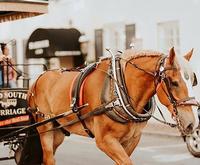 Horse with Charleston Carriage Tour of Antebellum Mansions, Churches and Gardens