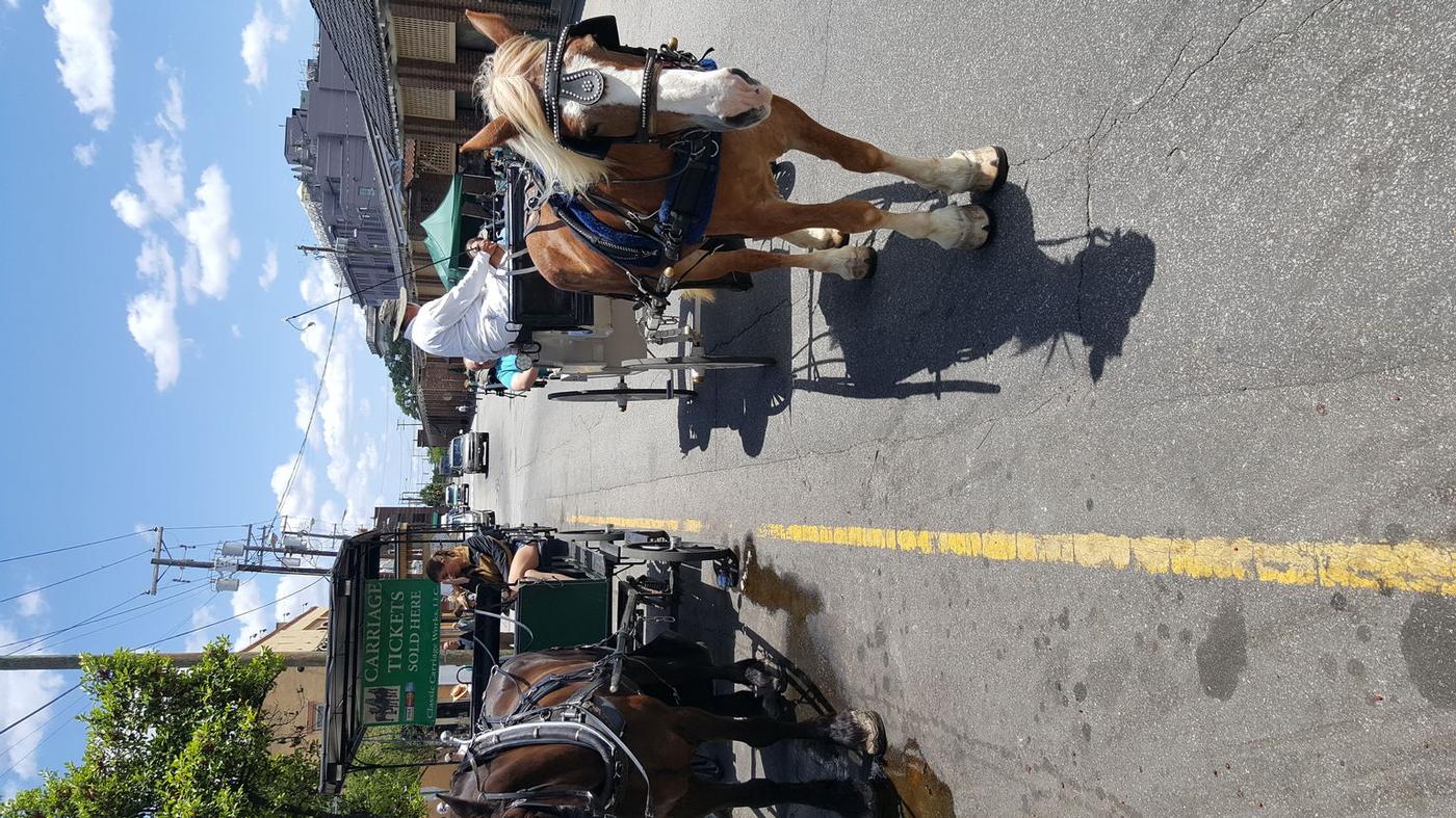 Historic Carriage Tour of Charleston