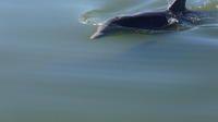 Atlantic Bottlenose dolphin