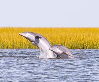 Raising the Sails on the Charleston Dolphin Cruise Aboard the Schooner Pride