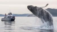 Blackfish II with Breaching Humpback Whale
