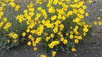 Wild flowers